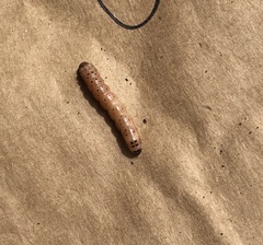 Pyrrhia