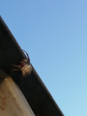 Larinioides