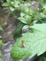 Parhelophilus integer