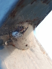 Larinioides