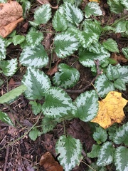 Lamium galeobdolon argentatum