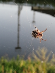 Larinioides