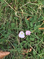 Convolvulus arvensis