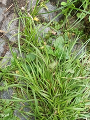 Carex