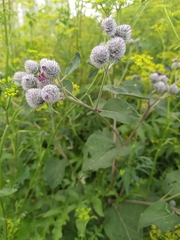 Arctium tomentosum