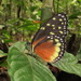 Tithorea tarricina hecalesina - Photo (c) Lepidoptera Colombiana 🇨🇴, algunos derechos reservados (CC BY-NC), subido por Lepidoptera Colombiana 🇨🇴