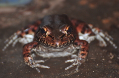 Leptodactylus vastus