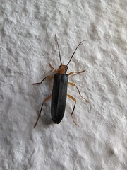 Nacerdes carniolica