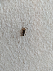Nacerdes carniolica