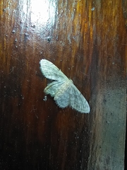 Idaea inquinata