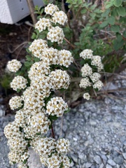 Spiraea