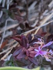Monardella purpurea
