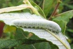 Pseudoclavellaria amerinae