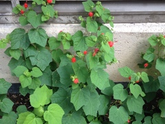 Malvaviscus arboreus drummondii