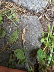 Carex