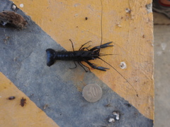 Cherax quadricarinatus
