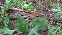 Coelognathus helena