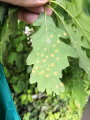 Neuroterus quercusbaccarum