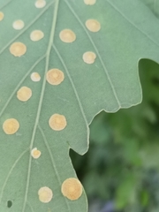 Neuroterus quercusbaccarum