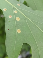 Neuroterus quercusbaccarum