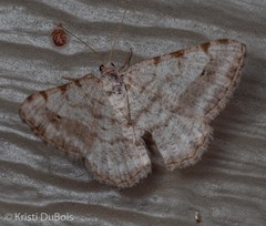 Digrammia denticulata