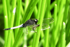 Orthetrum triangulare