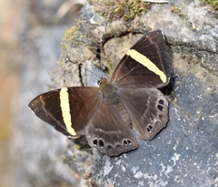 Abisara fylla