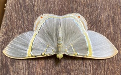 Phrygionis privignaria