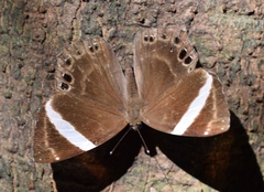 Abisara fylla