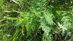 Engelmannia peristenia