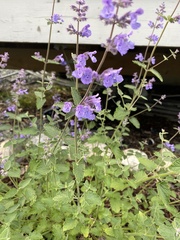 Nepeta cataria