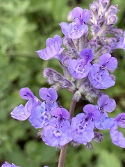 Nepeta cataria