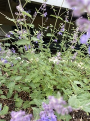 Nepeta cataria