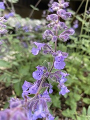 Nepeta cataria