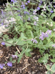 Nepeta cataria