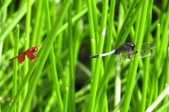 Orthetrum triangulare