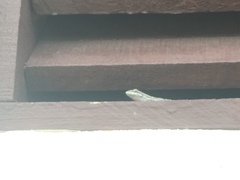 Urosaurus ornatus schmidti