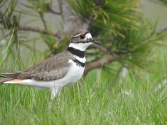 Charadrius vociferus