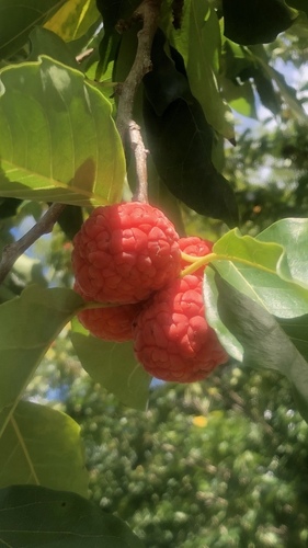 Maclura tricuspidata iNat (3)