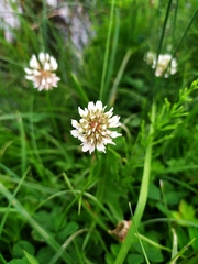 Trifolium repens