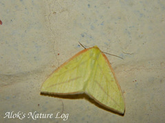 Sirinopteryx ablunata