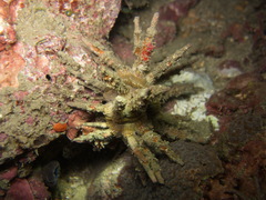 Plococidaris verticillata