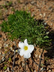 Oxalis furcillata