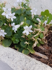 Campanula poscharskyana