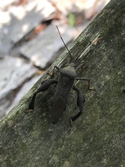Pseudomictis distinctus