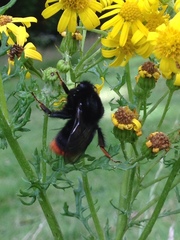 Bombus lapidarius
