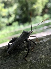 Pseudomictis distinctus