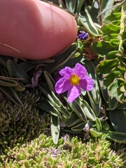 Primula angustifolia