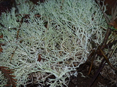 Cladonia arbuscula mitis