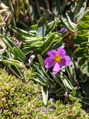 Primula angustifolia